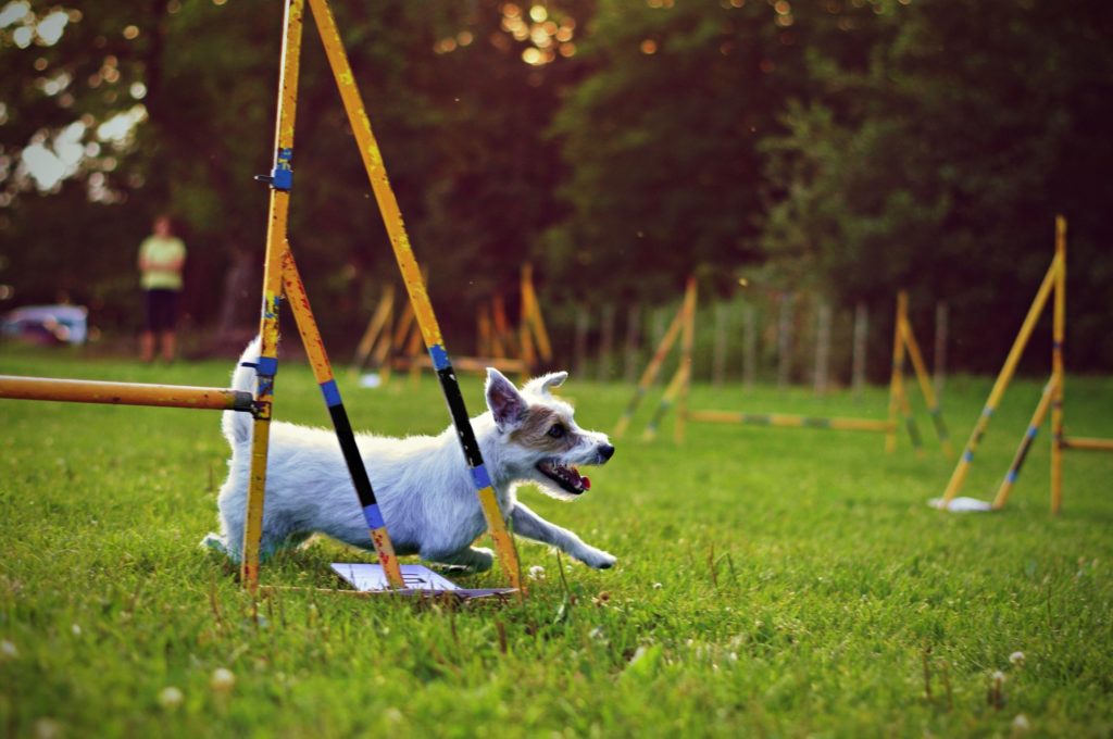 Hundetraining